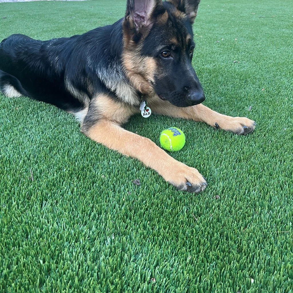Pet Turf Installation in League City, TX